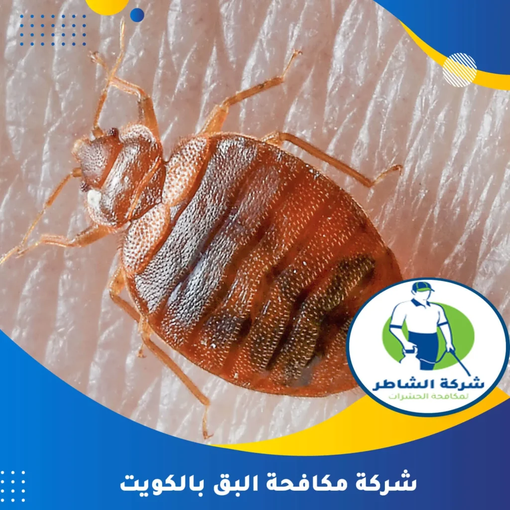 شركة مكافحة البق بالكويت